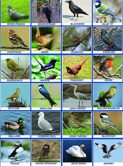 +40 AERIAL ANIMALS .